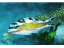 Tobaccofish - Seabass<br>(<i>Serranus tabacarius</i>)