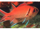 Blackbar Soldierfish - Squirrelfish<br>(<i>Myripristis jacobus</i>)