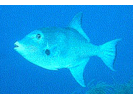 Ocean Triggerfish - Triggerfish<br>(<i>Canthidermis sufflamen</i>)