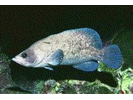 Greater Soapfish - Seabass<br>(<i>Rypticus saponaceus</i>)