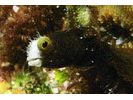 Spinyhead Blenny - Blenny - Pike, tube, and flag<br>(<i>Acanthemblemaria spinosa</i>)