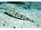 Bluestriped Lizardfish - Lizardfish<br>(<i>Synodus saurus</i>)