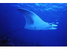 Oceanic Manta Ray - Manta<br>(<i>Mobula birostris</i>)