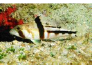Tattler Bass - Seabass<br>(<i>Serranus phoebe</i>)