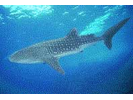 Whale Shark - Carpet Shark<br>(<i>Rhincodon typus</i>)