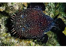 Whitespotted Toadfish - Toadfish<br>(<i>Sanopus astrifer</i>)