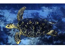 Hawksbill Sea Turtle - Sea Turtles<br>(<i>Eretmochelys imbricata</i>)