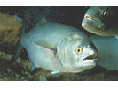 Bluefish - Bluefish<br>(<i>Pomatomus saltatrix</i>)