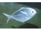 Butterfish - Butterfishes<br>(<i>Peprilus triacanthus</i>)
