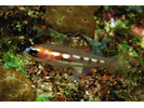 Masked Goby/Glass Goby - Goby<br>(<i>Coryphopterus personatus/hyalinus</i>)