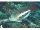 Queen Parrotfish - Parrotfish<br>(<i>Scarus vetula</i>)