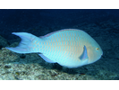 Bluechin Parrotfish - Parrotfish - Loro<br>(<i>Scarus ghobban</i>)