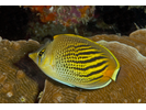 Dot & Dash Butterflyfish - Butterflyfish<br>(<i>Chaetodon pelewensis</i>)