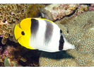 Pacific Double-saddle Butterflyfish - Butterflyfish<br>(<i>Chaetodon ulietensis</i>)