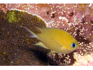 Ambon Chromis - Damselfish<br>(<i>Pycnochromis amboinensis</i>)