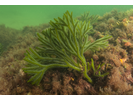 Green Fleece - Marine Plants and Algae<br>(<i>Codium fragile</i>)
