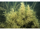 Sargassum Weed - Marine Plants and Algae<br>(<i>Sargassum filipendula</i>)