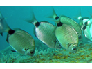 Spottail Pinfish - Porgy<br>(<i>Diplodus holbrookii</i>)
