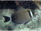 Whitebar Surgeonfish - Surgeonfish<br>(<i>Acanthurus leucopareius</i>)