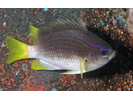 Yellowtail Reeffish - Damselfish<br>(<i>Chromis enchrysura</i>)