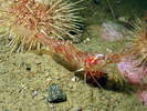 Aesop Shrimp - Arthropods<br>(<i>Pandalus montagui</i>)