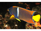 King Angelfish - Angelfish - Ángel<br>(<i>Holacanthus passer</i>)