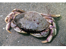 Atlantic Rock Crab - Arthropods<br>(<i>Cancer irroratus</i>)