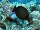 Black Surgeonfish - Surgeonfish<br>(<i>Ctenochaetus hawaiiensis</i>)