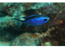 Blue Chromis - Damselfish<br>(<i>Azurina cyanea</i>)
