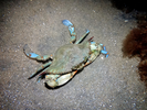 Blue Crab - Arthropods<br>(<i>Callinectes sapidus</i>)