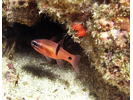 Barspot Cardinalfish - Cardinalfish - Cardenal<br>(<i>Apogon retrosella</i>)