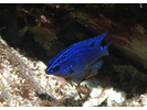 Cortez Damselfish juvenile - Damselfish - Jaqueta<br>(<i>Stegastes rectifraenum</i>)