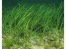 Eel Grass - Marine Plants and Algae<br>(<i>Zostera marina</i>)
