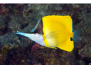 Forcepsfish (aka Longnose Butterflyfish) - Butterflyfish<br>(<i>Forcipiger flavissimus</i>)
