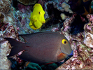 Greensnout Parrotfish - Parrotfish<br>(<i>Scarus spinus</i>)