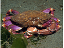 Graceful Crab - Arthropods<br>(<i>Metacarcinus gracilis</i>)