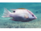 Hogfish - Wrasse<br>(<i>Lachnolaimus maximus</i>)
