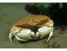 Jonah Crab - Arthropods<br>(<i>Cancer borealis</i>)