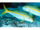 Mexican Goatfish - Goatfish<br>(<i>Mulloidichthys dentatus</i>)