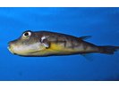 Northern Puffer - Puffer<br>(<i>Sphoeroides maculatus</i>)