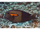 Orangeband Surgeonfish - Surgeonfish<br>(<i>Acanthurus olivaceus</i>)