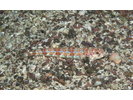 Calico Lizardfish - Lizardfish<br>(<i>Synodus lacertinus</i>)