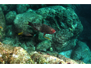 Bicolor Parrotfish - Parrotfish - Loro<br>(<i>Scarus rubroviolaceus</i>)