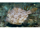 Planehead Filefish - Filefish<br>(<i>Stephanolepis hispida</i>)