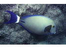 Ringtail Surgeonfish - Surgeonfish<br>(<i>Acanthurus blochii</i>)