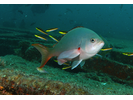Pacific Creolefish - Seabass - Cabrilla Y Mero<br>(<i>Paranthias colonus</i>)