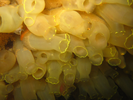 Sea Vase - Urochordates<br>(<i>Ciona intestinalis</i>)