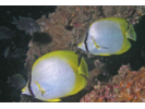 Spotfin Butterflyfish - Butterflyfish<br>(<i>Chaetodon ocellatus</i>)