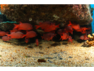 Panamic Soldierfish - Squirrelfish - Candil<br>(<i>Myripristis leiognathus</i>)