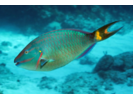 Stoplight Parrotfish - Parrotfish<br>(<i>Sparisoma viride</i>)